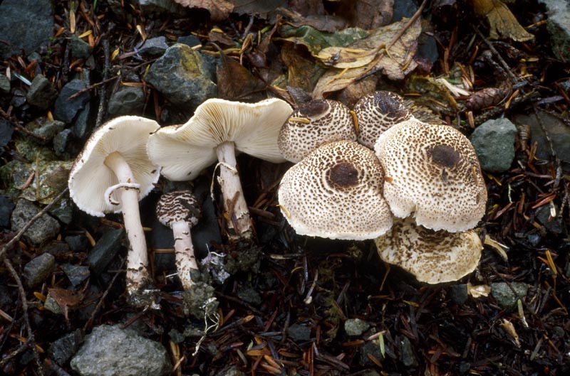 Lepiota felina